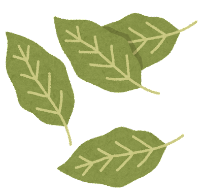 月桂樹の葉・ローリエのイラスト