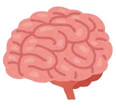 脳のイラスト